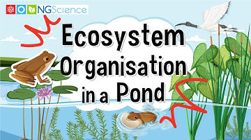 Ecosystem Organisation in a Pond