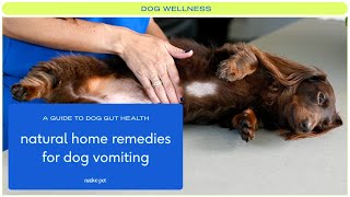Natural Home Remedies for Dog Vomiting