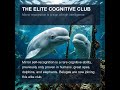 Self-Awareness in Beluga Whales (Mirror Test)