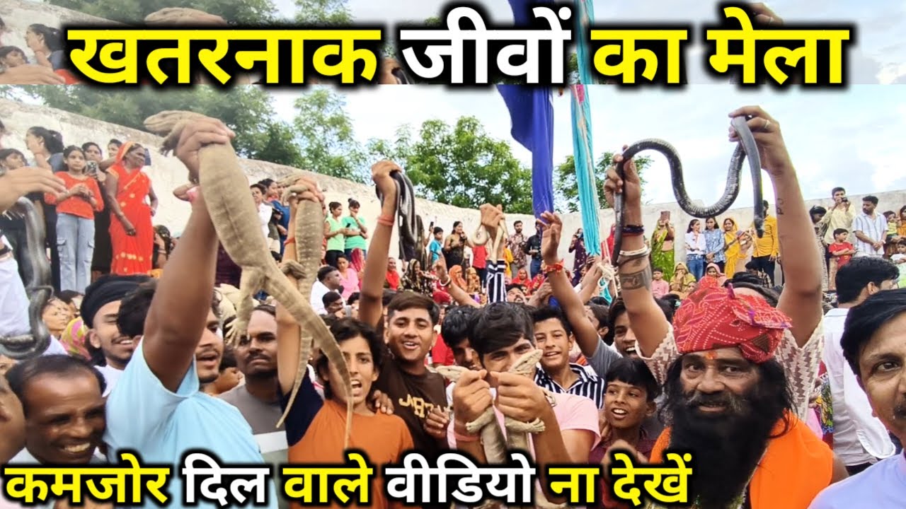 देश का प्रसिद्ध गोगा मेला जहां हजारों जहरीले सांप गोयरा आते है /  GogaJi Mela Churu 2024