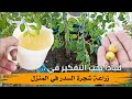 لماذا يجب التفكير في زراعة شجرة السدر في المنزل
