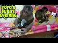 Monkey Baby YoYo's funny evening