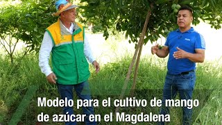 Modelo para el cultivo de mango de azúcar en el Magdalena - TvAgro por Juan Gonzalo Angel Restrepo
