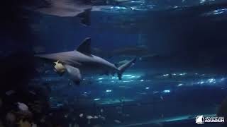 Shark Realm Feeding