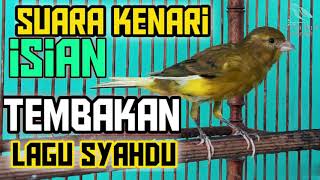 KENARI ISIAN LAGU SYAHDU