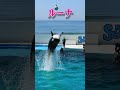 キレがあるルーナのルーピングキック!! #Shorts #鴨川シーワールド #シャチ #kamogawaseaworld #orca #killerwhale