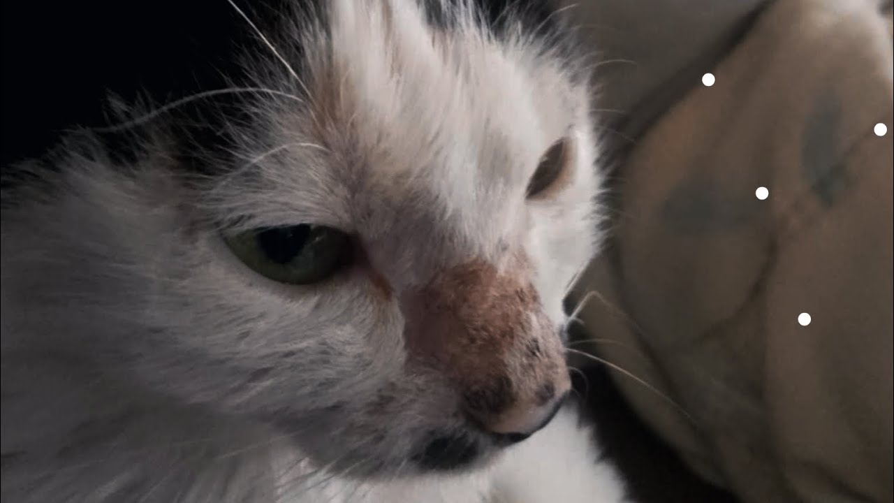 Green dragon 1Z Likmidos tree on e esm - sad song (Official Audio)