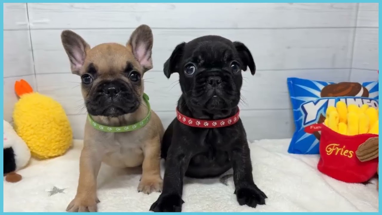 744629 フレンチブルドッグ - YouTube