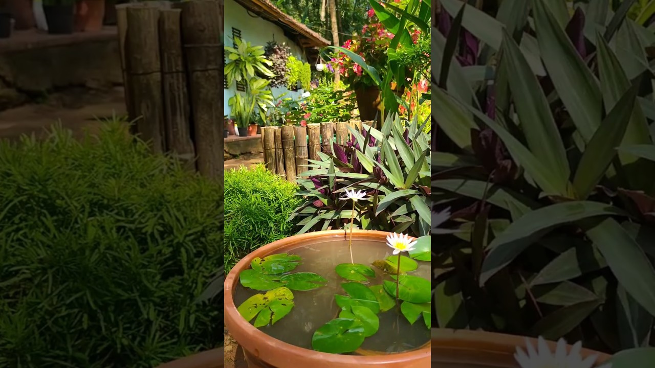 Premium look for water lilies | garden makeover ideas  