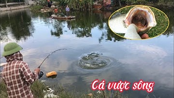 CẬN CẢNH CÂU CÁ VƯỢC SÔNG  HƯNG HUGO