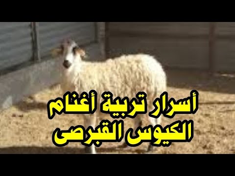 من سلالات الاغنام التى تشتهر بالتوائمه العاليه أغنام الكيوس القبرصى رمضان كريم