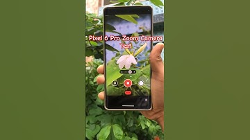 Google Pixel 6 Pro Camera Test 🌸🌿 [ Pixel 6 Pro ] #youtubeshorts