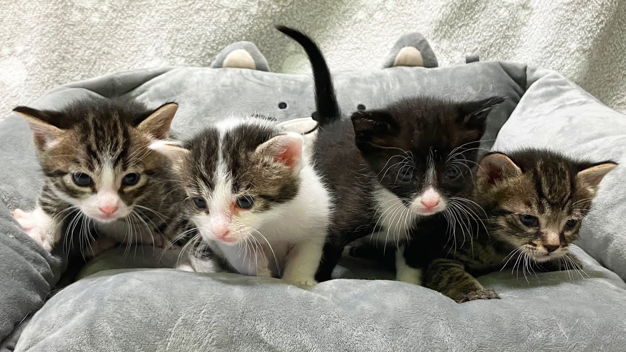 猫４兄弟様。専用 子猫4兄弟 成長日記 - YouTube