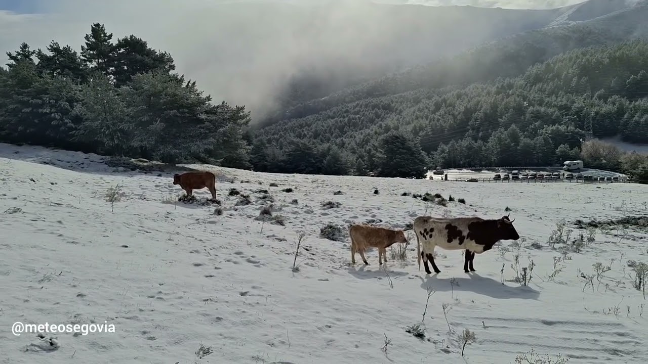 Primera nevada otoño 2025 Puertos de Navacerrada y Cotos. 30/11/2025