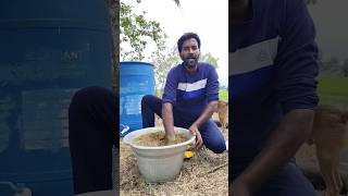 👆இந்த மாதிரி ஒரு வாழ்க்கை உங்களுக்கு கிடைச்சா சொர்க்கம் 😳🤔 #villagelife #organic #former #vlog