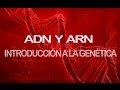 ADN y ARN | Introducción a la genética