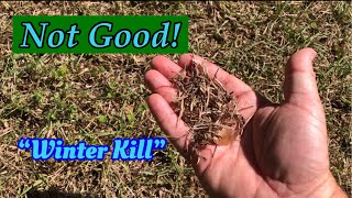 Centipede Grass Can Be Frustratingwinter Kill