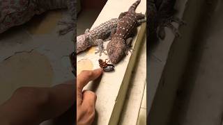 TOKEK MISTIS GAK Mau MAKAN #animal #funny #cute #lizard #trending #funny #asmr #animals