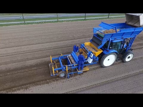 Video: Leliebollen Kopen En Planten In Het Voorjaar