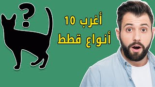 أغرب 10 أنواع قطط يمكنك مشاهدتها