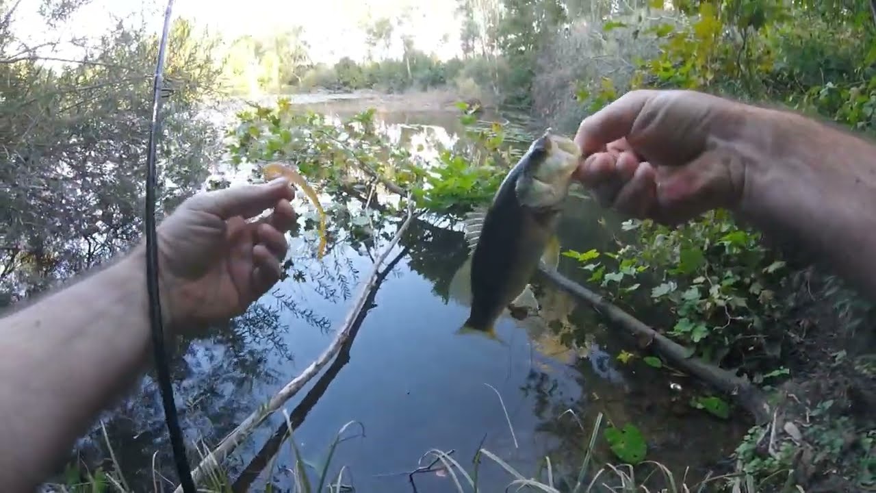 Bass fishing nello stagno infrascato 23-09-2023