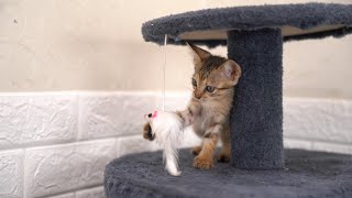 The kitten now has a happy, cozy home with new friends and no longer has to roam the streets. by Take Me HOME 351 views 2 months ago 5 minutes, 13 seconds