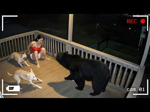 Wild Animals Invading Cities Caught On Camera