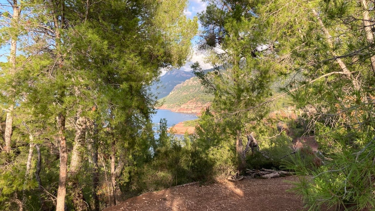 Aleppo-Kiefer – mediterraner Duft