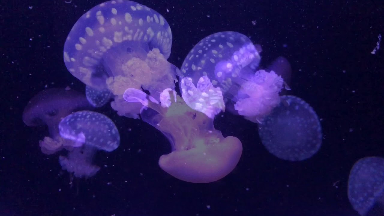 Aquarium de Paris