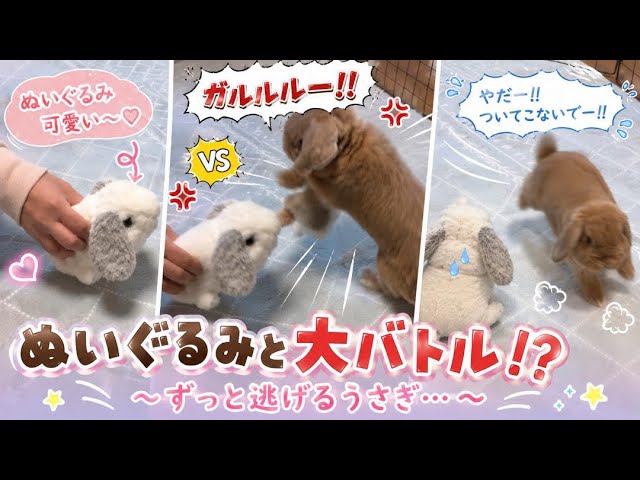 もふっとかわいい】癒しの子うさぎちゃん♪ - YouTube