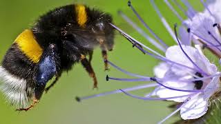 Hummel - Geräusche -  Soundeffekte !