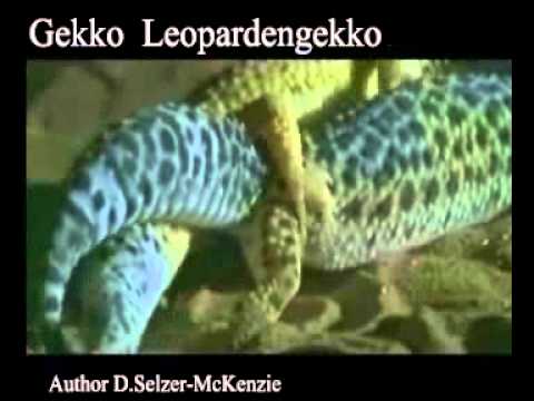 Gekko Leopardengekko  Animals Tiere Natur SelMcKenzie Selzer-McKenzie