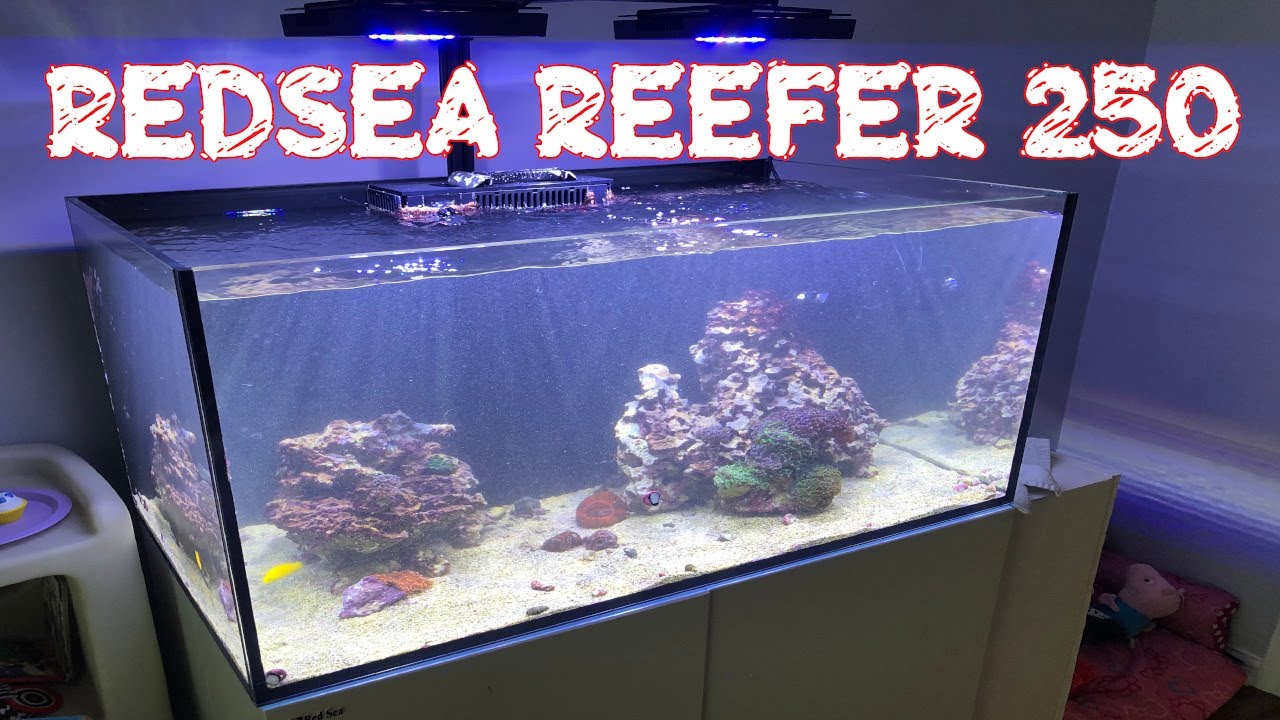 Red Sea Reefer 250 Answering Some Questions Fall Tank Cleaning Happy With Reefing Youtube