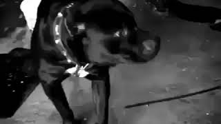 Soxucu Sözleryenipeçat Ve Menalı