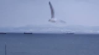 Mavi̇ Ay Ajans, Si̇nopta Gemi̇ler Li̇manda Rehi̇n Kaldi