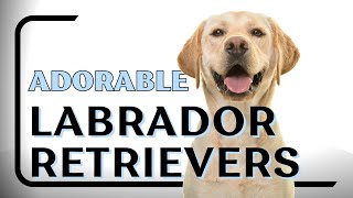 1 Hour of Adorable Labrador Retrievers  Cute Labrador Compilation