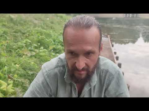 Видео: Таксодиум - широколистни ефедри