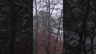 Strong Wind and Rain #mashkooqbahi #wind #rain #rainsounds #windblown