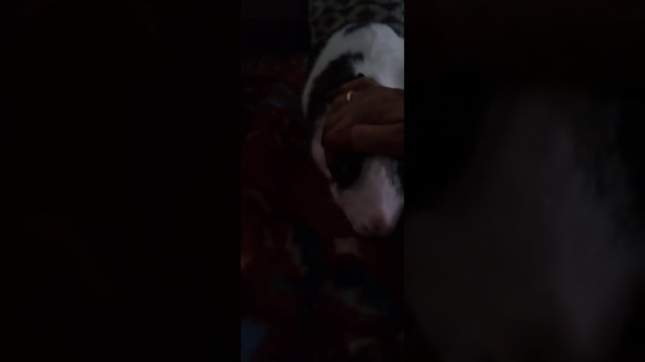 Rabbit getting a head massage ! 🐰😇 