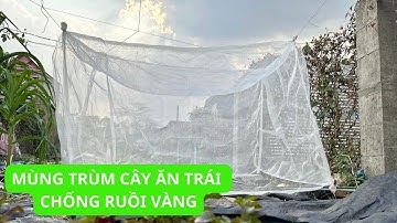 Lưới Mùng Trùm Cây Ăn Trái Chống Ruồi Vàng Đục Quả