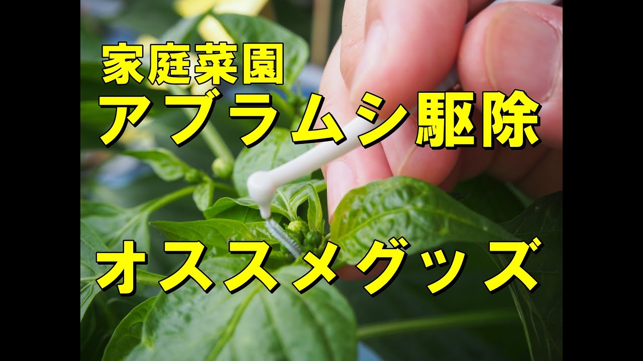 アブラムシ駆除にオススメ 綿棒とデンタルフロス 家庭菜園 Exterminate Aphids With Cotton Swabs And Dental Floss Youtube