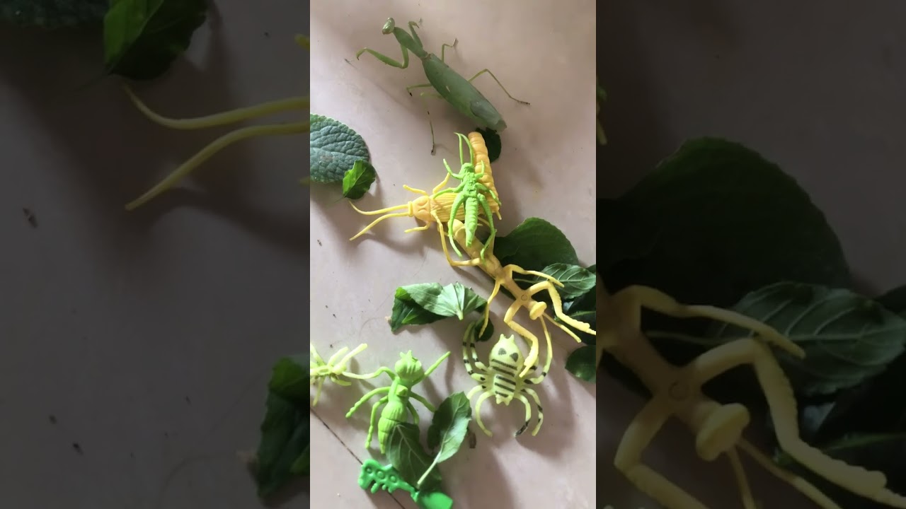 Insects chirping sound