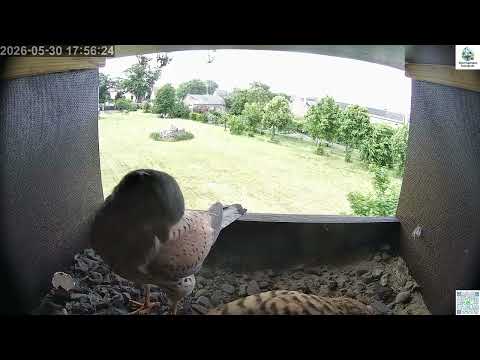 Fohrde Kestrel Prey Handover May 2026 live cam preview