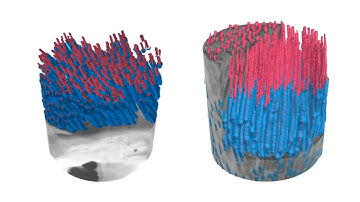 [CVPR 2020] Sparse Layered Graphs for Multi-Object Segmentation