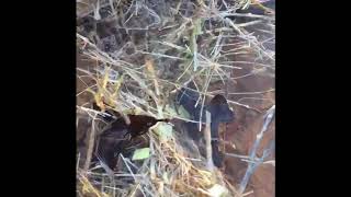 Transmission Line Leak