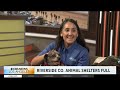 Riverside County animal shelters operating overcapacity; encourage people to adopt