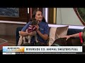 Riverside County animal shelters operating overcapacity; encourage people to adopt