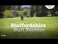 Staffordshire bull terrier information: Temperament, Lifespan & More | Petplan