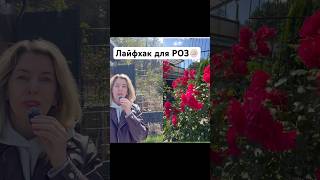 Добавьте золу под розы весной — и они будут пышно цвести 🌹