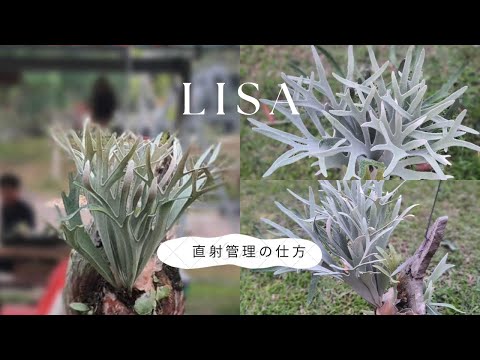Platycerium veitchii Lisa 直射管理の仕方の話し。 - YouTube